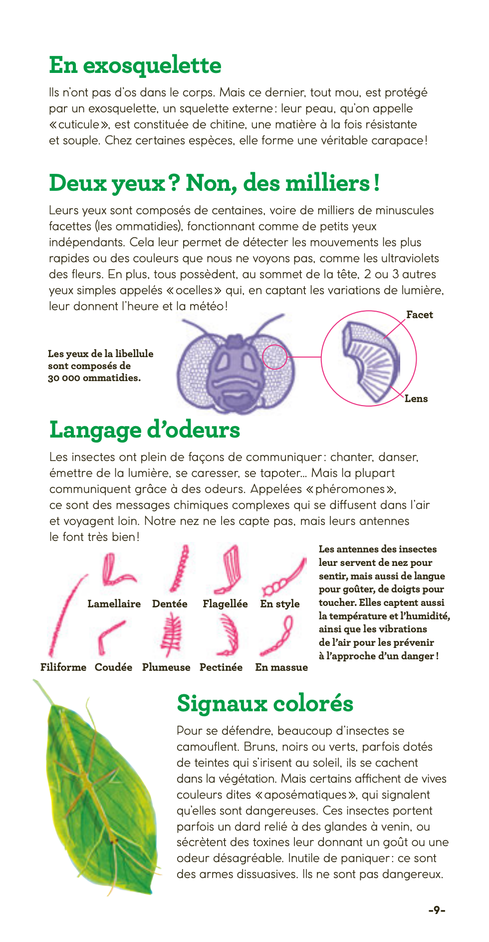 Albums Documentaires - Insectes autour de nous - French Children's Book | Ages 7-10 (CE1-CM1) - Will et Max Books
