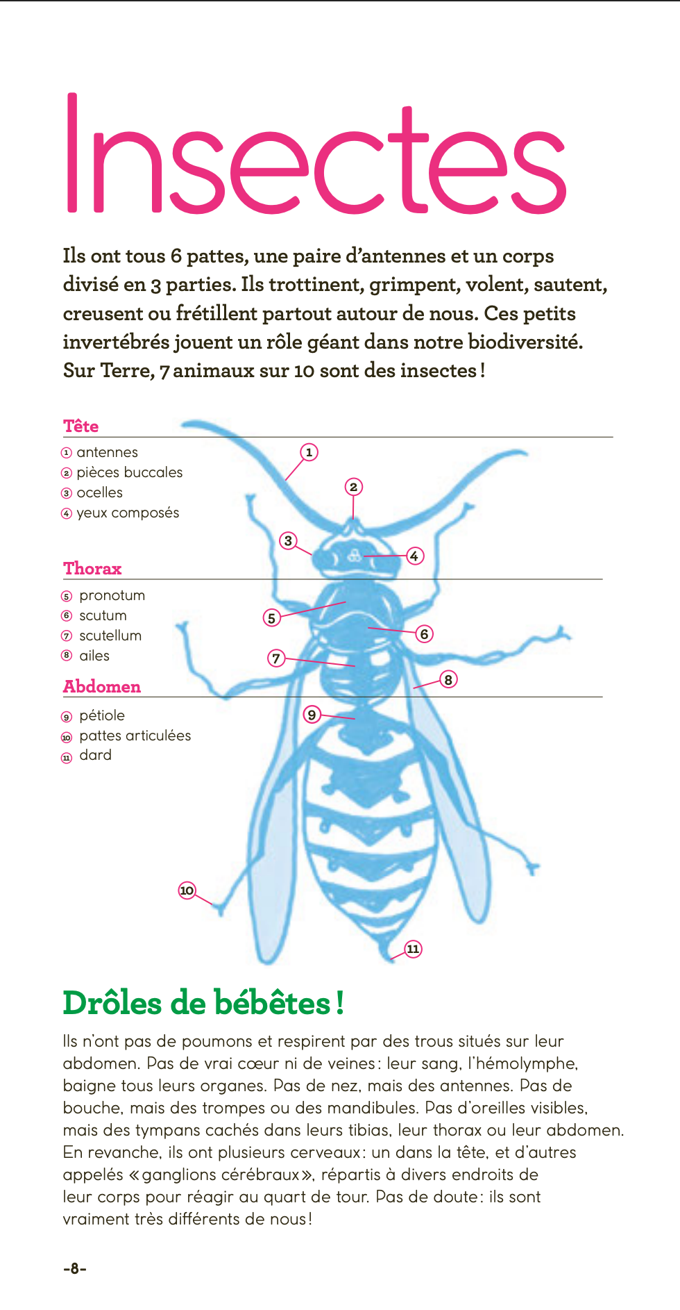Albums Documentaires - Insectes autour de nous - French Children's Book | Ages 7-10 (CE1-CM1) - Will et Max Books